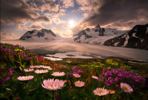 Alaska Flowers