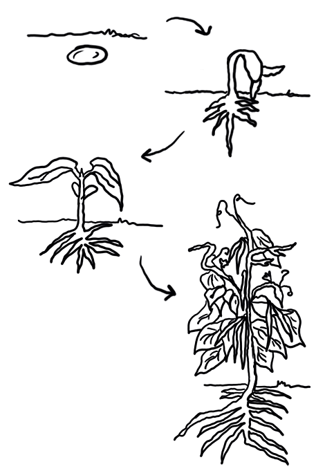 seed cycle